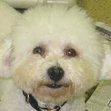 Teddy bear is looking for a companion that wants a lap dog, or even a very large warm hat. Bichon And Little Buddies Rescue Home Facebook