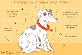 But the truth is, that is. Pet News Articles Urban Pet Hospital Blog 7 Reasons Why Your Old Dog Smells Bad