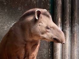 Famous Rainforests List Learn About The World S Rainforests Animals Tapir Amazon Rainforest