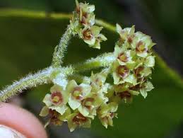 Image result for Stephania abyssinica