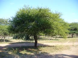 Image result for Dichrostachys