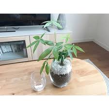 インテリアに お洒落グリーン を 人気の観葉植物5選 folk パキラ 観葉植物 グリーン