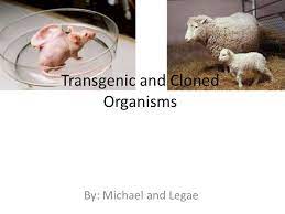 Check spelling or type a new query. Transgenic And Cloned Organisms