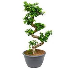 Let's show a little love to another one of my favourite plants, ficus benjamina. Plantenwinkel Nl Ficus Microcarpa Compacta Bonsai Xl Kamerplant Plantenwinkel Nl