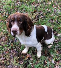 Read reviews of chateau de la dame blanche. Chien Elevage Des Etangs De Dame Blanche Eleveur De Chiens English Springer Spaniel