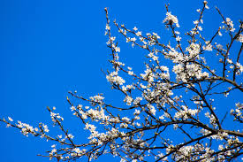 Find the right blue and white floral products for your next project and let's create something together. Blue Flower White Background Free Stock Photos Download 25 359 Free Stock Photos For Commercial Use Format Hd High Resolution Jpg Images