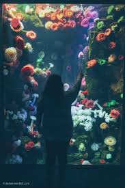 In This Post We Share Tips On What To See At Ripley S Aquarium Of Canada A Popular Attraction In Down Ripleys Aquarium Toronto Ripley Aquarium Toronto Aquarium