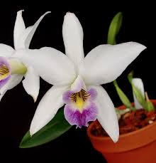 Image result for Fadogia ancylantha