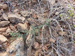 Image result for Kedrostis capensis