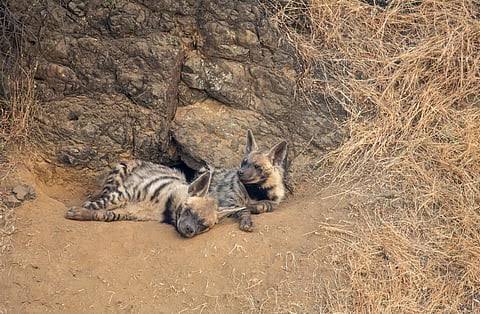 striped hyena