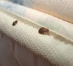The number one hiding place for bed bugs is in mattresses and beds. How To Identify And Remove Bed Bugs Orkin
