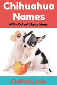 Often short for isabella, the name bella has italian roots and means beautiful. 5. Over 400 Of The Cutest Female Chihuahua Names Chi Pets