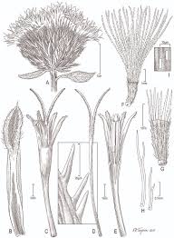 Image result for Vernonia amblyolepis