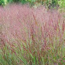 Shenandoah Switch Grass Panicum Virgatum Shenandoah High Country Gardens High Country Gardens Grass Species Ornamental Grasses