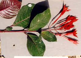 Fuchsia Triphylla L