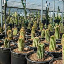 The entrance is on market street on the left. Agave And Cactus For Sale In The Phoenix Area Desert Horizon Nursery