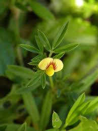 Image result for Stylosanthes