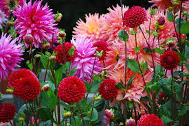 If you're looking for free jigsaw puzzles to play, look no further than these five websites. Gigantic Flowers Jigsaw Puzzle In Flowers Puzzles On Thejigsawpuzzles Com