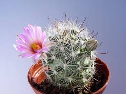 Mammillaria Tetrancistra Common Fishhook Cactus World Of Succulents Cactus Blooming Cactus Succulents