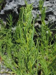 Image result for Suaeda articulata