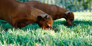 Quand Et Comment Nourrir Son Chien