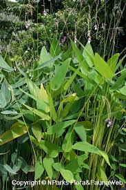 Image result for Thalia geniculata