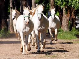 Heritage Of The Stud Farm And Lipizzan Horses Lipica Horses Lipizzan Slovenia