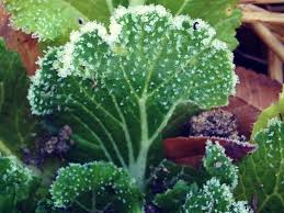 The possibility of a frost occurring after the spring dates and before the fall dates is 50 percent. Before The Last Killing Frost 10 Weeks Lovesown