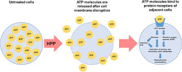 Maybe you would like to learn more about one of these? Microstructural And Physiological Changes In Plant Cell Induced By Pressure Their Role On The Availability And Pressure Temperature Stability Of Phytochemicals Springerlink