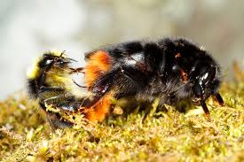 Image result for Bombus lapidarius