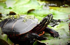 The best beginner turtle for a new turtle owner would be a common musk turtle (sternotherus the problem with many pet owners that enjoy mini turtles is that they can often end up with the wrong species of turtle that gets much larger and. Painted Turtle Facts And Pet Care Guide Lovetoknow