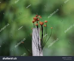 Image result for Marasmius siccus