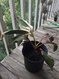 Check the ti plant weekly to see if the top of the soil is dry. I Bought This Cordyline Fruitcosa Ti Plant A Week Ago And Repotted It It Came With The Bleached White Thin Leaves And Has Since Become Droopy And Is Drying Out What Do