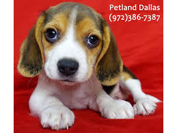 Crate training the beagle puppies would help in lessening their pangs of separation anxiety. Nofpwipvdfl1nm
