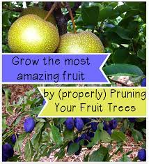 We did not find results for: Grow The Most Amazing Fruit By Pruning Your Fruit Trees Fruit Trees Fruit Tree Garden Growing Fruit Trees