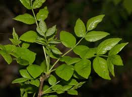 Image result for Zanthoxylum lindense