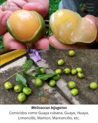 Image result for Melicoccus