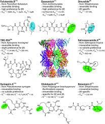 Its boron atom binds the catalytic site of the 26s. Exploiting Nature S Rich Source Of Proteasome Inhibitors As Starting Points In Drug Development Chemical Communications Rsc Publishing