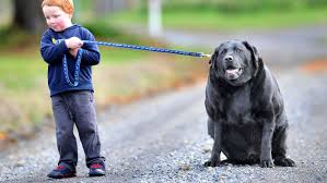 How long does an average healthy black lab live? Even For Dogs Labrador Retrievers Are Gluttons This Scientist Can Explain Why Vox