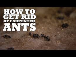 Our termite inspection informs a custom termite treatment plan to help protect your home and help get rid of this treatment disrupts termite molting processes, stunting their growth, and is applied to areas at most risk of attracting the pests like moist soil or. Termite And Pest Control June 2017