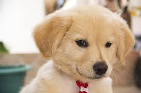 Süßer hund, süß, niedliche clipart, süße welpen png. Hund Suss Welpen Kostenloses Foto Auf Pixabay
