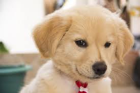 Check spelling or type a new query. Hund Suss Welpen Kostenloses Foto Auf Pixabay