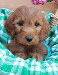 Irish Doodle Puppies Irish Doodle Doodle Puppy Doodle Dog