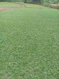 Perawatan rumput gajah mini ini sangat mudah. Harga Jual Rumput Gajah Mini Di Surabaya Gresik Dan Sidoarjo Murah Garden Style