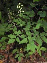 Image result for Pouchetia baumanniana