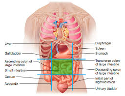 The anatomical course of the sciatic nerve must be considered when administering intramuscular injections into the gluteal region. Abdominal Regions And Quadrants Flashcards Quizlet