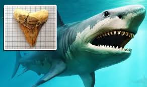 759 x 960 jpeg 94 кб. Megalodon Discovery Giant Shark Tooth Found In The Phillipines Largest Shark Ever Science News Express Co Uk