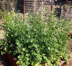 The immature seeds and their pods can be eaten. Bolted Arugula Pesto