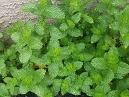 Welcome to the famous dave's garden website. 9 Ways To Use Mint Leaves From Your Garden Delishably