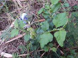 Image result for Crotalaria verrucosa